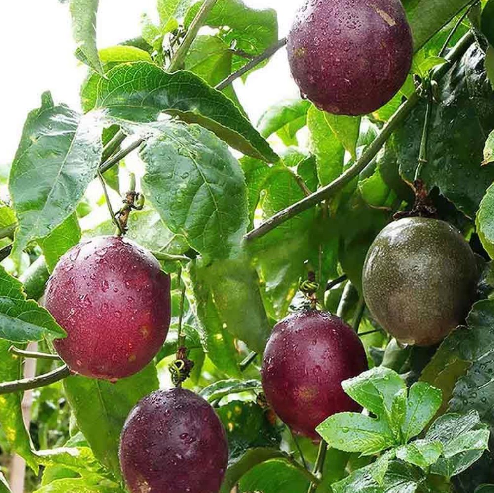 Maracuyá Morada