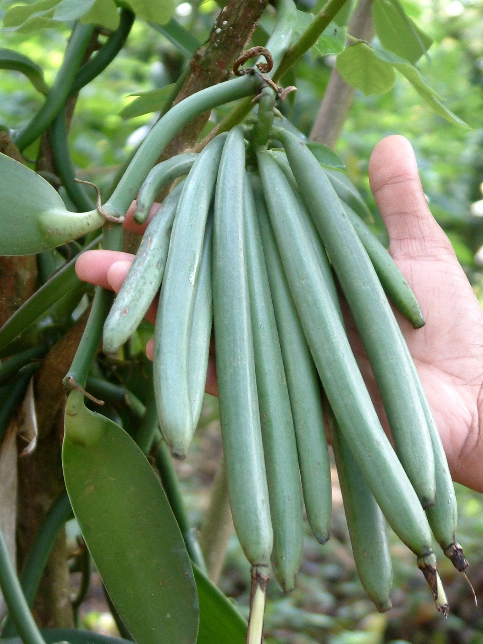 Vainilla