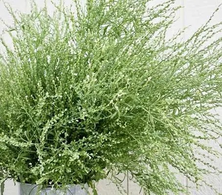 Lepidium