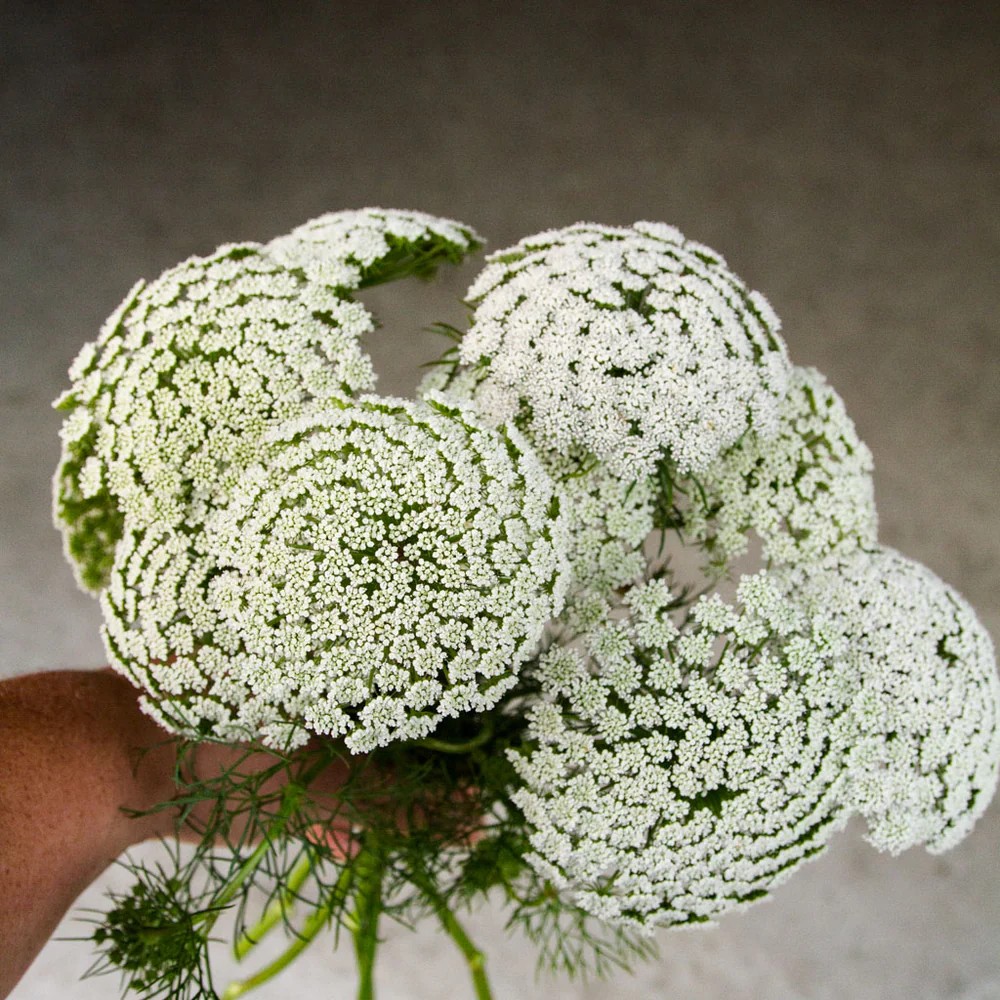 Ammi