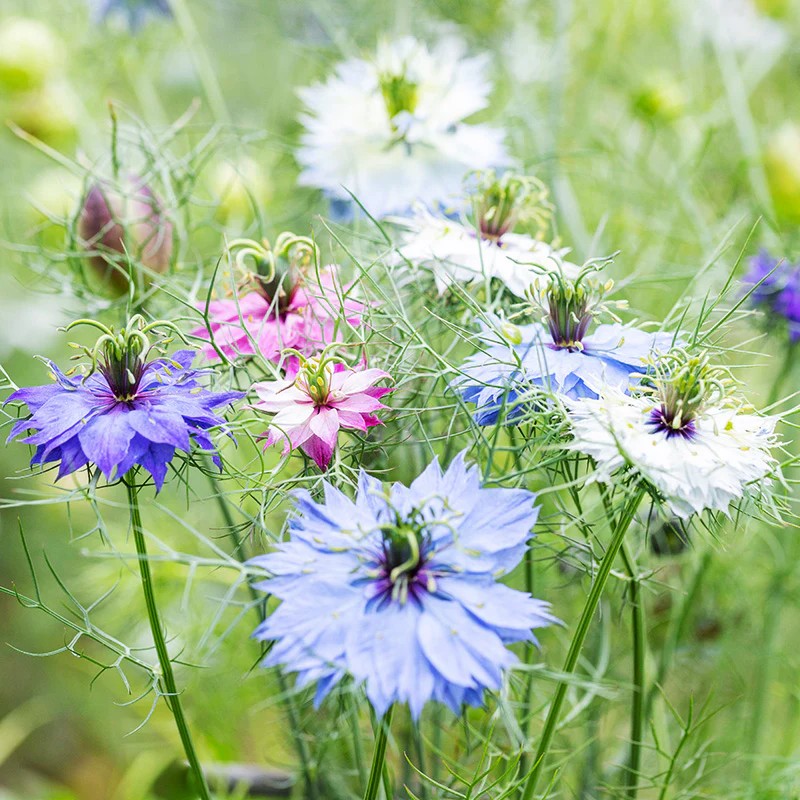 Nigella
