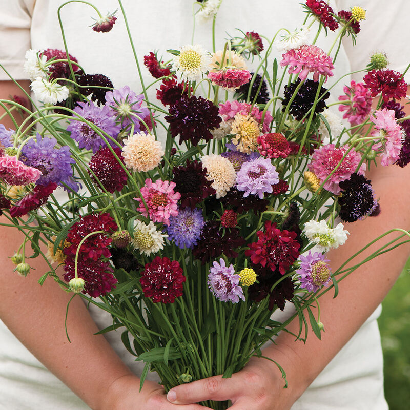 Scabiosa