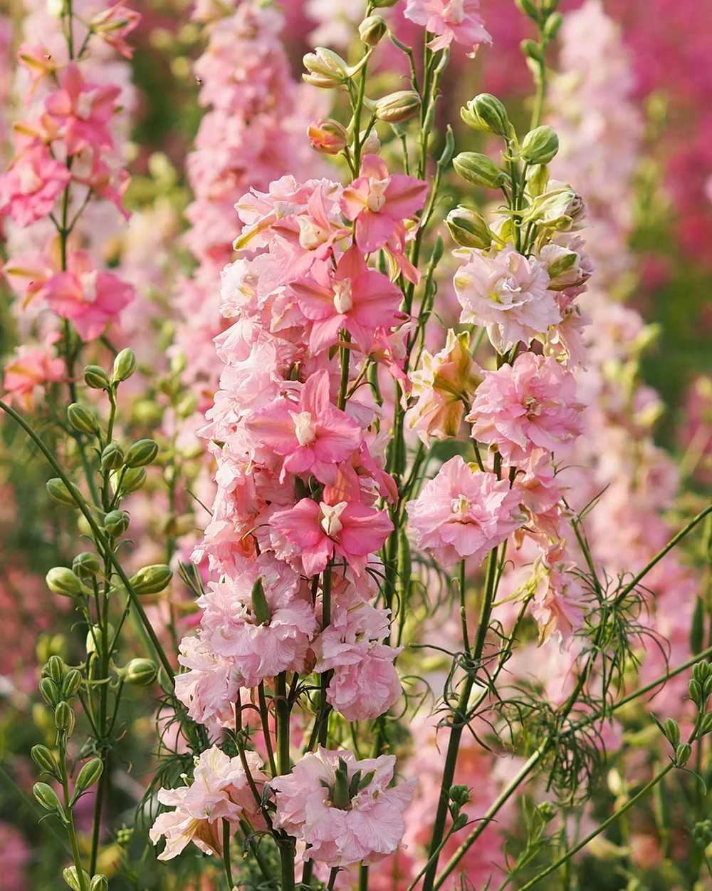 Larkspur