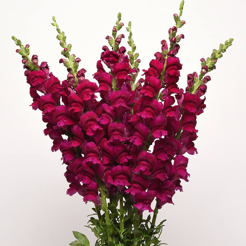 Snapdragon
