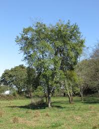 Capulí