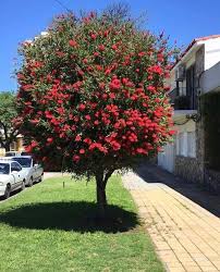 Cepillo Rojo