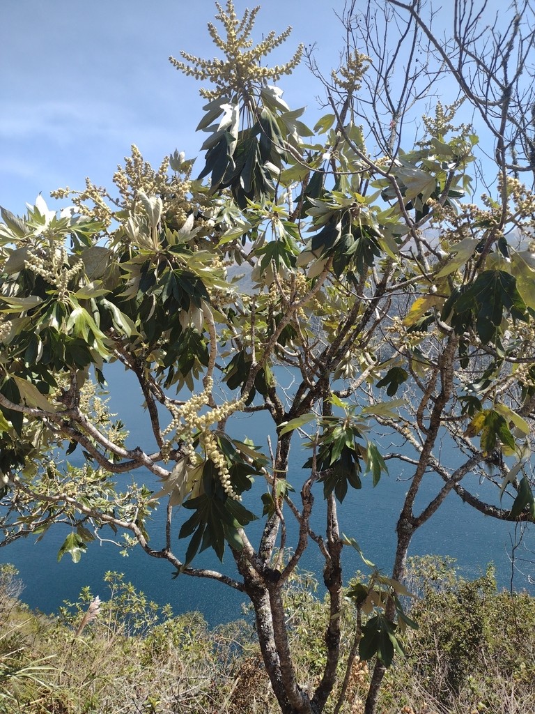 Pumamaqui