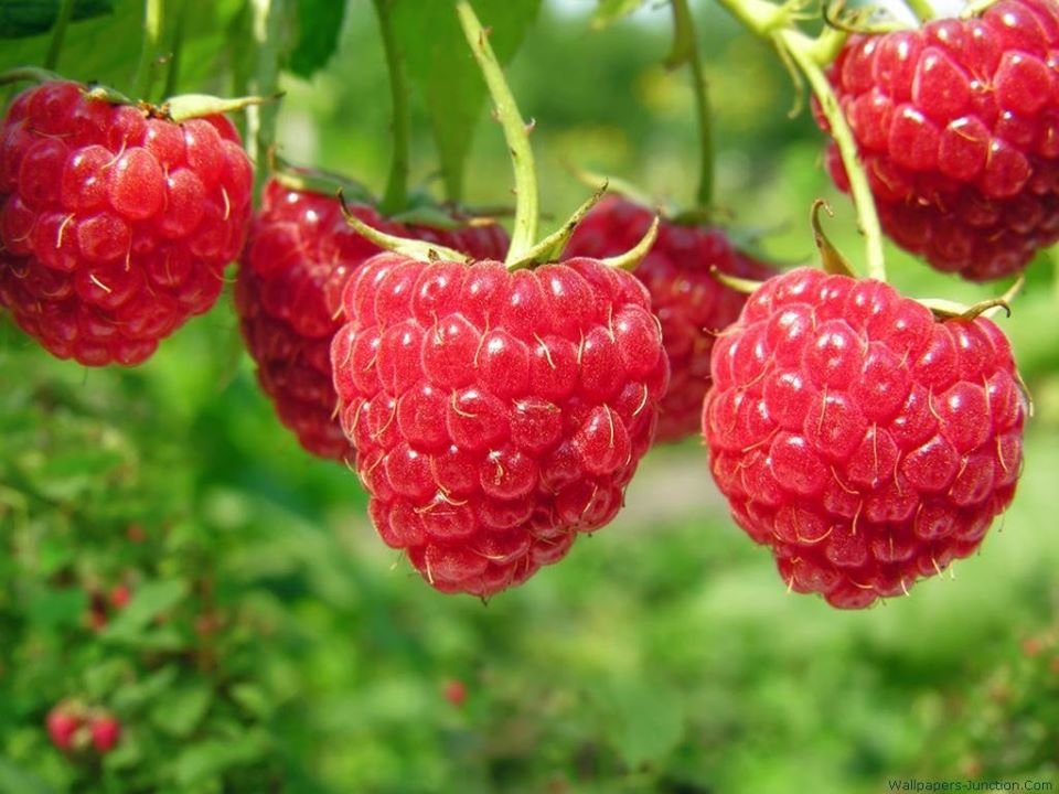 Frambuesa