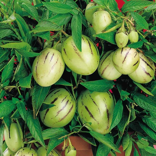 Pepino Dulce