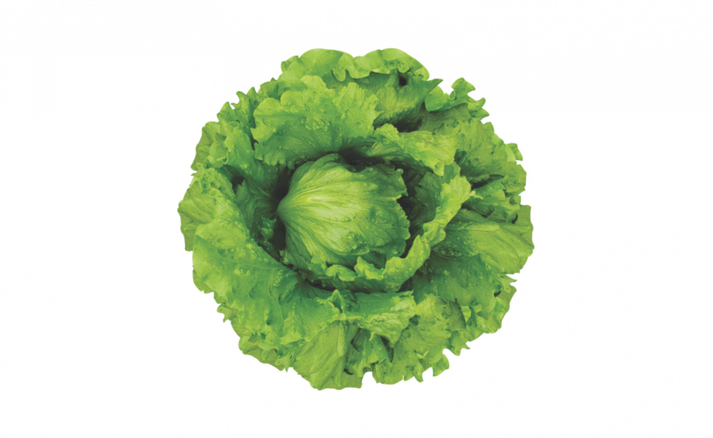 Lechuga Fedra