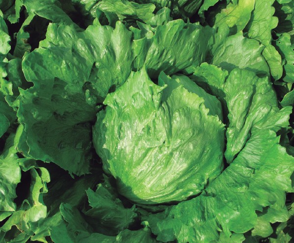 Lechuga Repollo Waltz