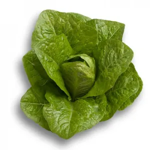Lechuga Romana Roseheart