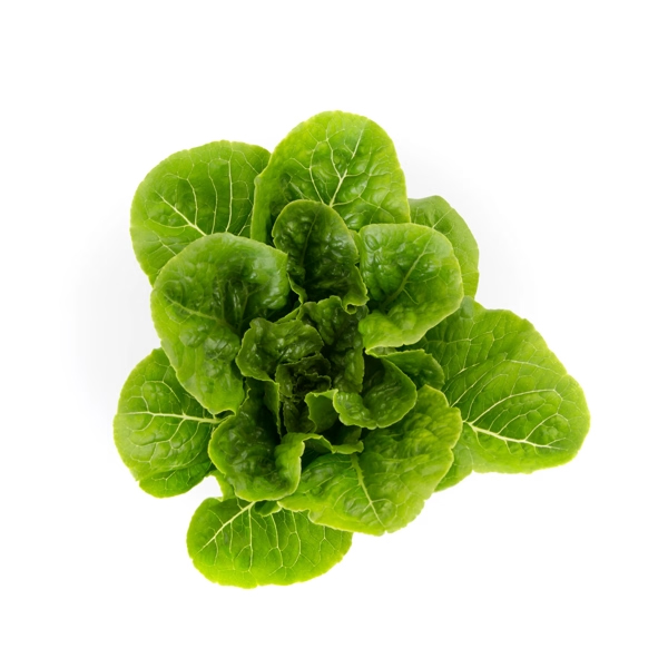 Lechuga Romana Tiberius