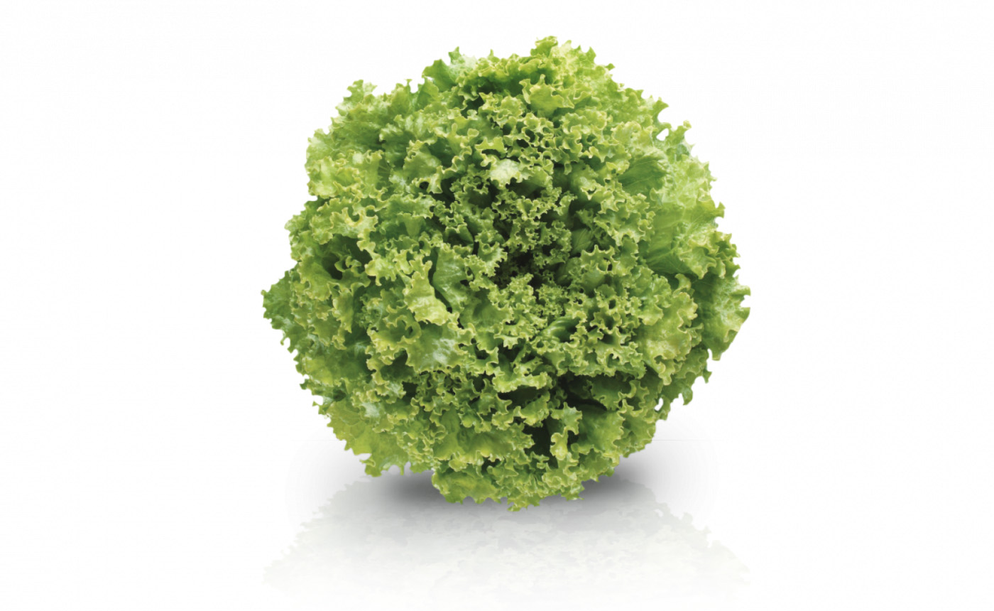 Lechuga Vera
