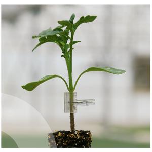 Portainjerto Monarca