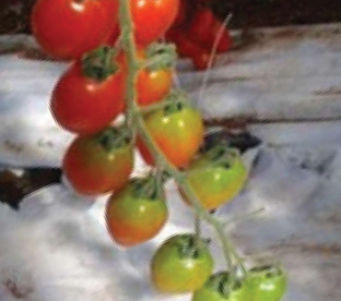 Tomate Cherry Grappolino