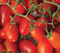 Tomate Cherry Smarty