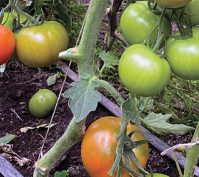 Tomate Dominique 593