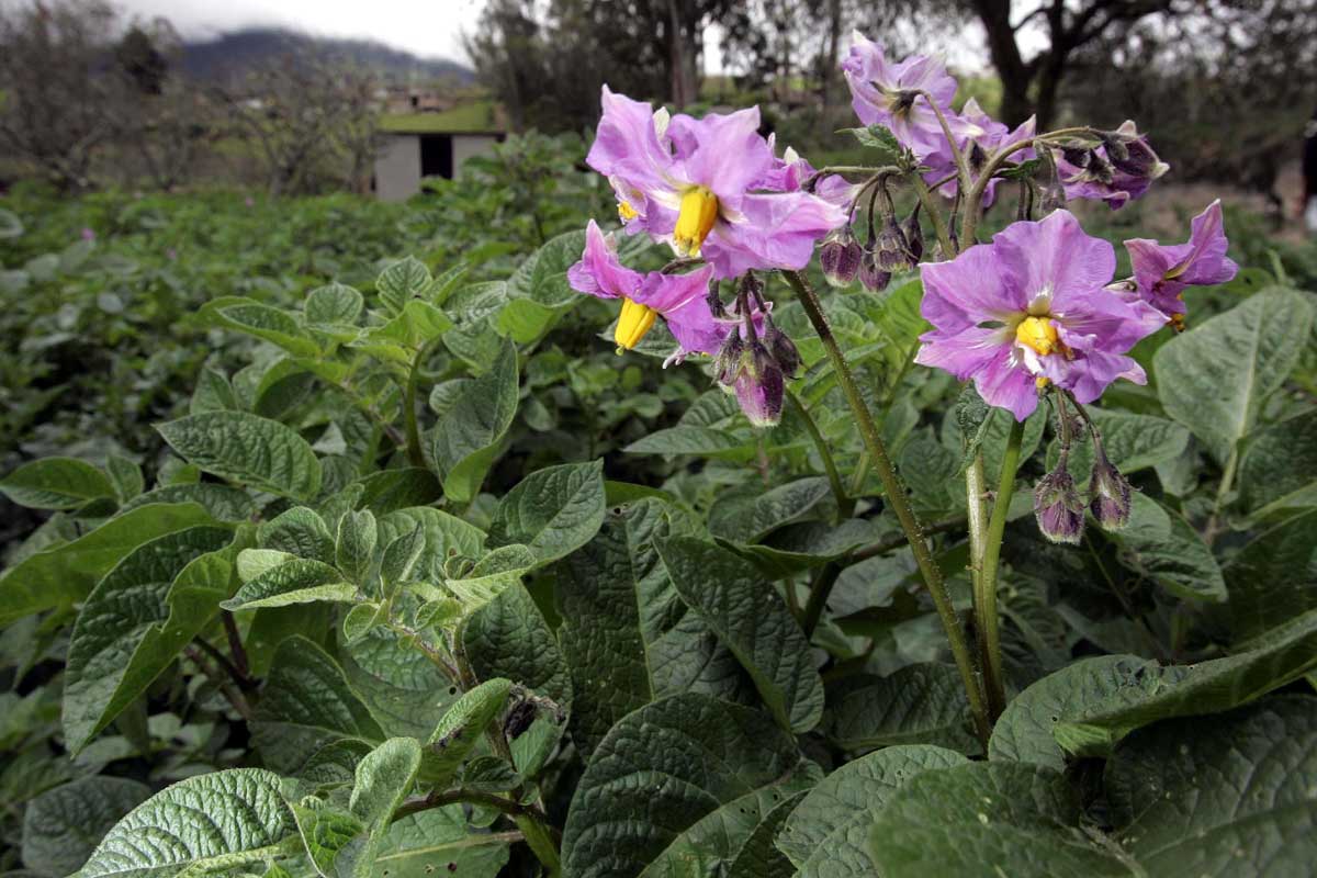 Papa Super Chola Invitro