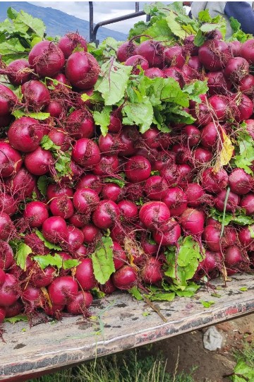 Remolacha Mesa Scarlet